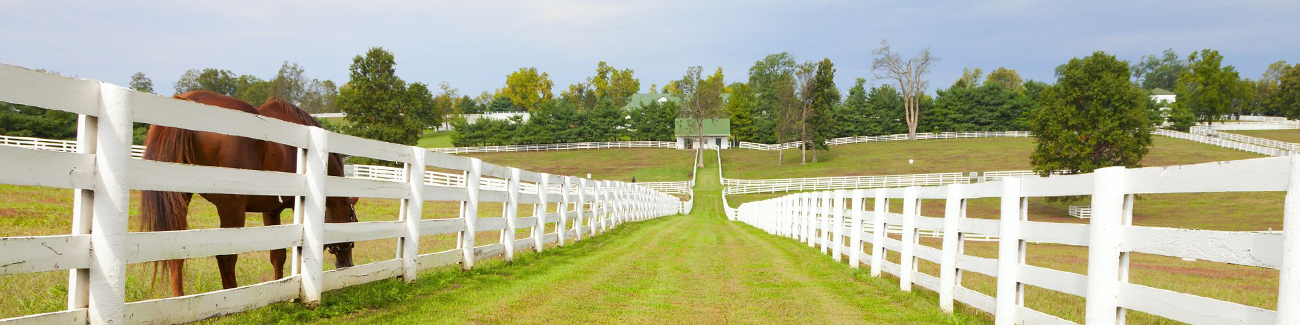 A horse farm